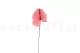 Preserved Anthurium Pink (set of 3) 9