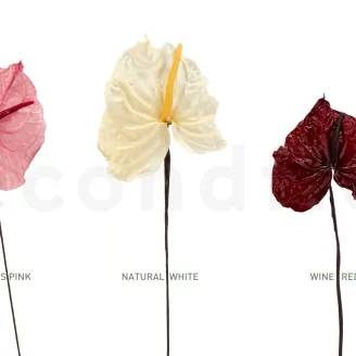 Preserved Anthurium Pink (set of 3)