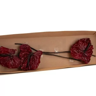 Preserved Anthurium Red (set of 3)