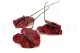 Preserved Anthurium Red (set of 3) 7