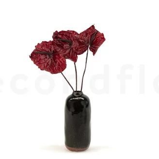 Preserved Anthurium Red (set of 3)