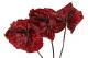 Preserved Anthurium Red (set of 3) 2