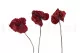 Preserved Anthurium Red (set of 3) 8