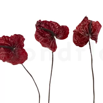 Preserved Anthurium Red (set of 3)