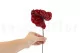 Preserved Anthurium Red (set of 3) 4