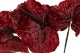 Preserved Anthurium Red (set of 3) 9