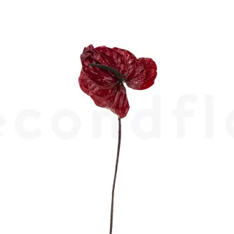 Preserved Anthurium Red (set of 3)
