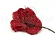 Preserved Anthurium Red (set of 3) 12