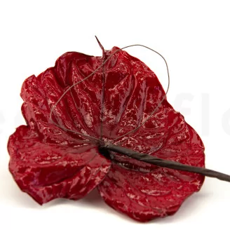 Preserved Anthurium Red (set of 3)