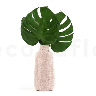 Preserved Monstera Leaf (set of 3)