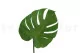 Preserved Monstera Leaf (set of 3) 6