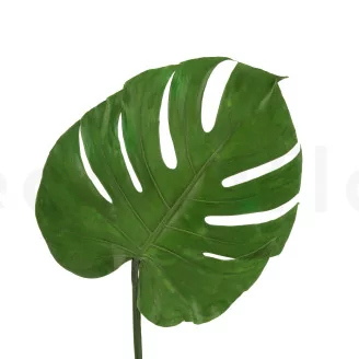 Preserved Monstera Leaf (set of 3)