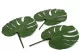 Preserved Monstera Leaf (set of 3) 7