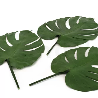 Preserved Monstera Leaf (set of 3)