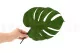 Preserved Monstera Leaf (set of 3) 3