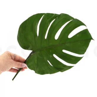 Preserved Monstera Leaf (set of 3)
