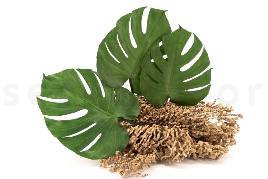 Preserved Monstera Leaf (set of 3)