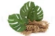 Preserved Monstera Leaf (set of 3) 1