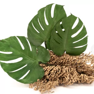 Preserved Monstera Leaf (set of 3)