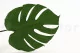 Preserved Monstera Leaf (set of 3) 8