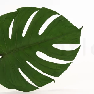 Preserved Monstera Leaf (set of 3)