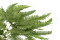 A Bunch Of Green Preserved Mountain Fern, With and Without Packaging