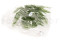 A Bunch Of Green Preserved Mountain Fern, With and Without Packaging
