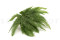 A Bunch Of Green Preserved Mountain Fern, With and Without Packaging