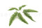 A Bunch Of Green Preserved Mountain Fern, With and Without Packaging
