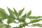 A Bunch Of Green Preserved Mountain Fern, With and Without Packaging