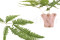 A Bunch Of Green Preserved Mountain Fern, With and Without Packaging