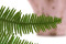 A Bunch Of Green Preserved Mountain Fern, With and Without Packaging