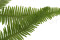 A Bunch Of Green Preserved Mountain Fern, With and Without Packaging