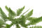 A Bunch Of Green Preserved Mountain Fern, With and Without Packaging