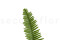 A Bunch Of Green Preserved Mountain Fern, With and Without Packaging