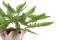 A Bunch Of Green Preserved Mountain Fern, With and Without Packaging