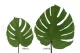 Preserved Monstera Leaf (set of 3) 4