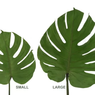 Preserved Monstera Leaf (set of 3)