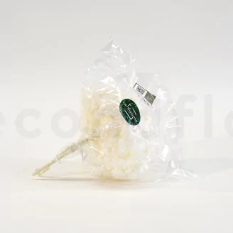 Preserved Hydrangea White