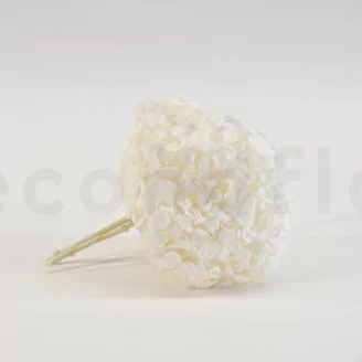 Preserved Hydrangea White