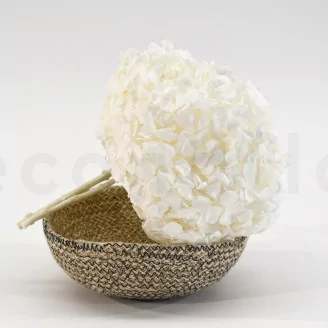 Preserved Hydrangea White