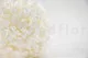 Preserved Hydrangea White 7