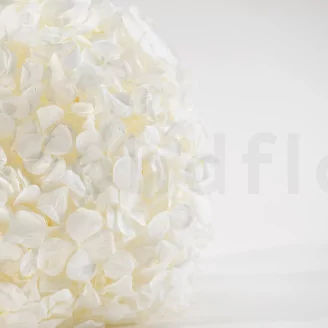 Preserved Hydrangea White