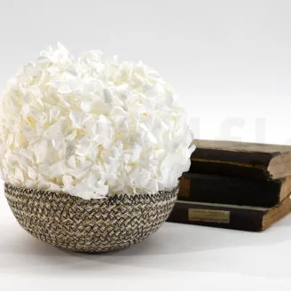 Preserved Hydrangea White