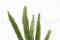 A Bunch of Green Preserved Foxtail Stems