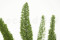 A Bunch of Green Preserved Foxtail Stems