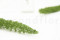 A Bunch of Green Preserved Foxtail Stems