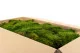 Preserved Sheet Moss (Bulk Box) 2