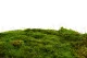 Preserved Sheet Moss (Bulk Box) 3