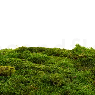 Preserved Sheet Moss (Bulk Box)